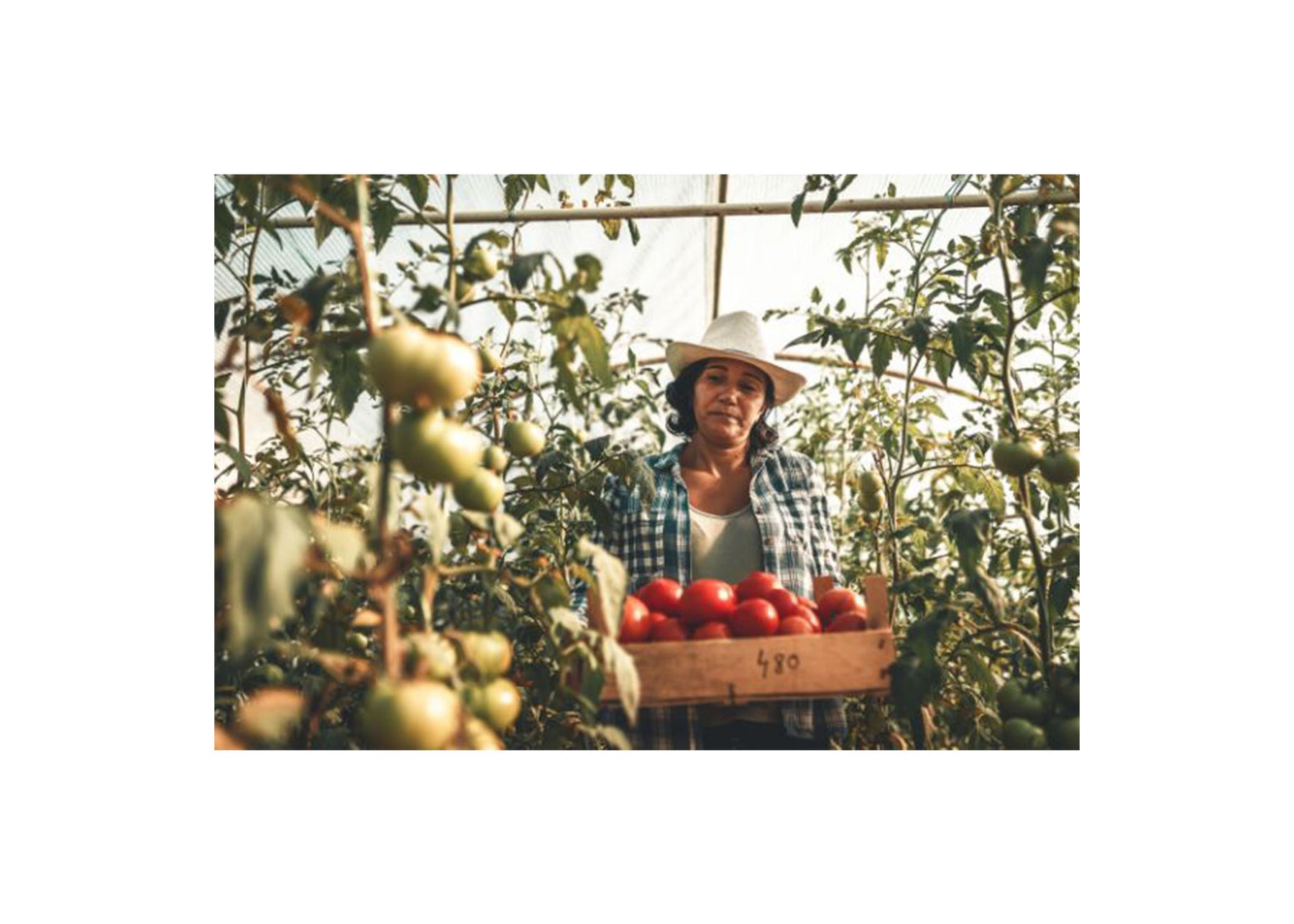 Overtime Requirements for California Agricultural Workers